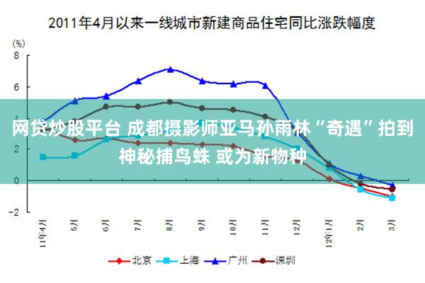 网贷炒股平台 成都摄影师亚马孙雨林“奇遇”拍到神秘捕鸟蛛 或为新物种